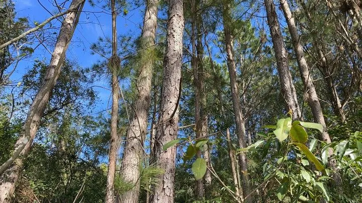 Chácara à venda de 1.900 m² em Parobé, RS, Brasil