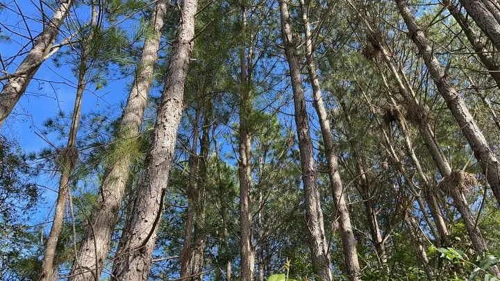 Chácara à venda de 1.900 m² em Parobé, RS, Brasil