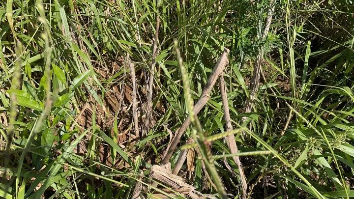 Chácara à venda de 1.900 m² em Parobé, RS, Brasil