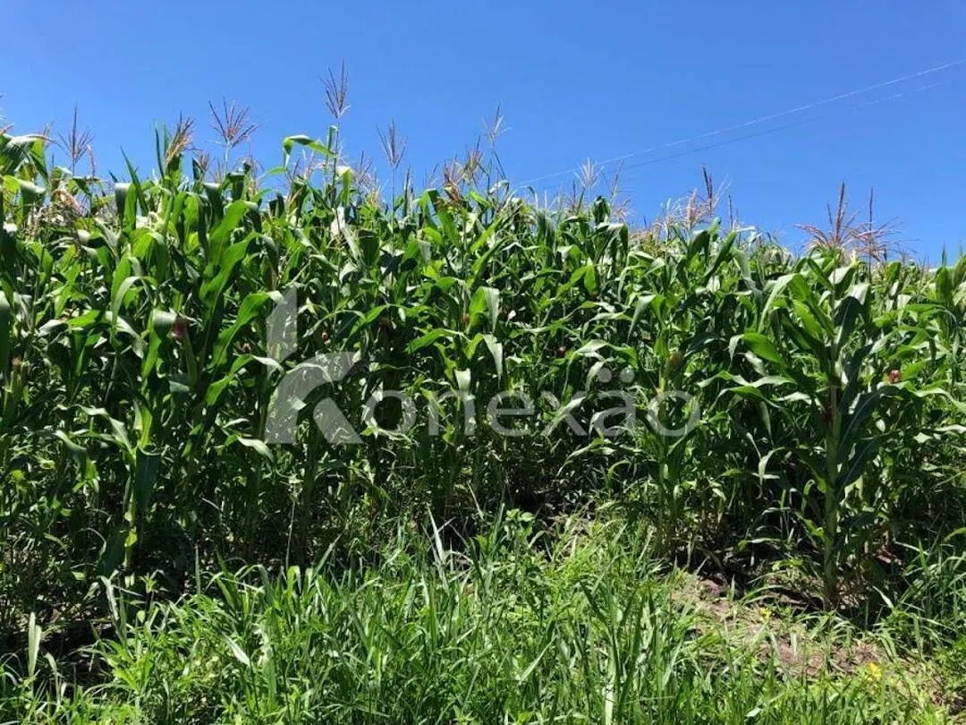 Fazenda à venda de 400 ha em Jacareí, SP, Brasil