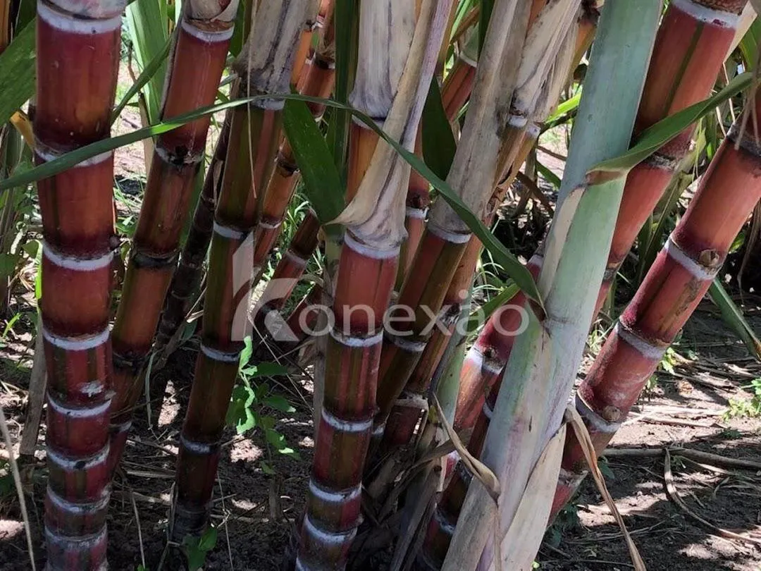 Fazenda à venda de 400 ha em Jacareí, SP, Brasil