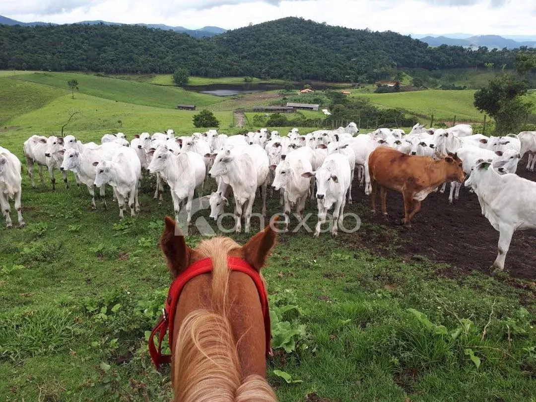 Fazenda à venda de 400 ha em Jacareí, SP, Brasil