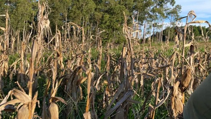 Chácara à venda de 6 ha em Taquara, RS, Brasil