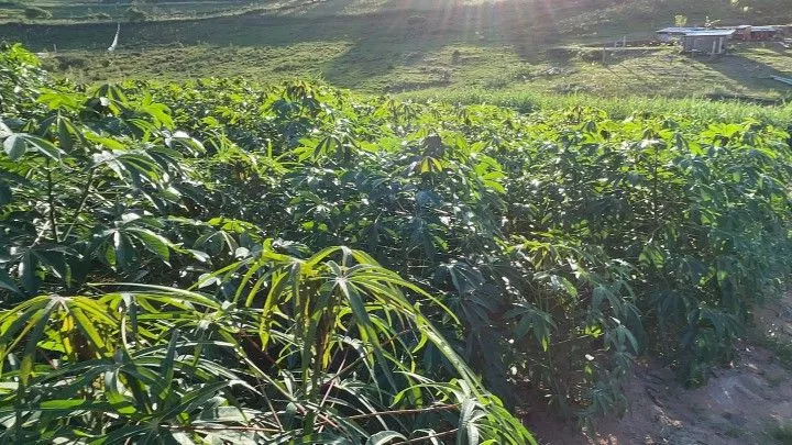 Chácara à venda de 6 ha em Taquara, RS, Brasil
