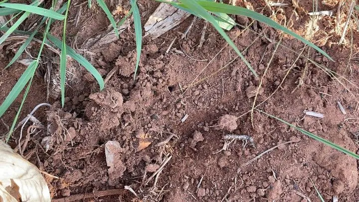 Chácara à venda de 6 ha em Taquara, RS, Brasil