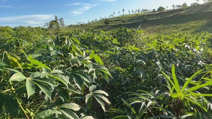 Chácara à venda de 6 ha em Taquara, RS, Brasil