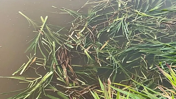 Chácara à venda de 6 ha em Taquara, RS, Brasil