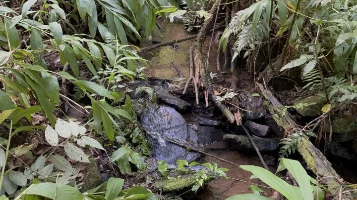 Chácara à venda de 6 ha em Taquara, RS, Brasil