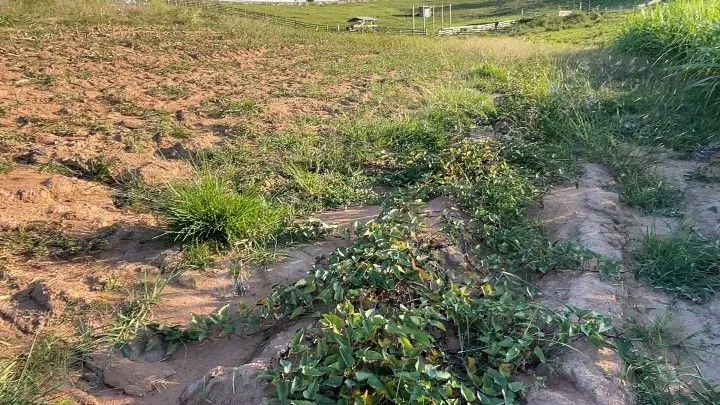 Chácara à venda de 6 ha em Taquara, RS, Brasil