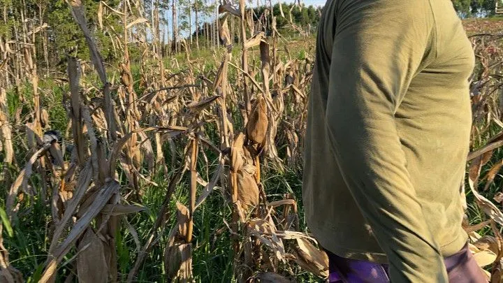 Chácara à venda de 6 ha em Taquara, RS, Brasil