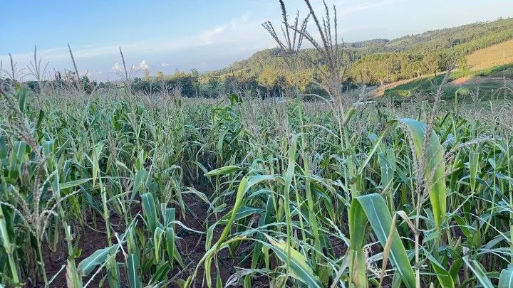 Chácara à venda de 6 ha em Taquara, RS, Brasil