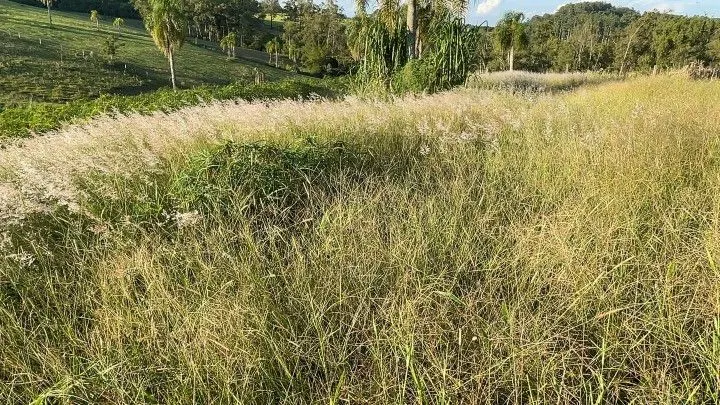 Chácara à venda de 6 ha em Taquara, RS, Brasil