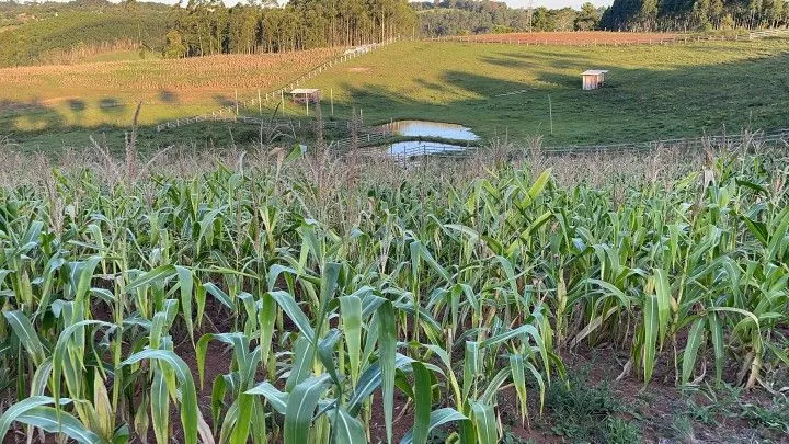 Chácara à venda de 6 ha em Taquara, RS, Brasil