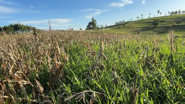 Chácara à venda de 6 ha em Taquara, RS, Brasil