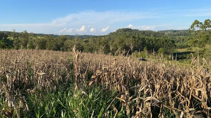 Chácara à venda de 6 ha em Taquara, RS, Brasil