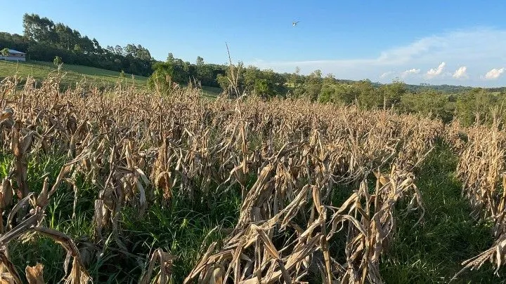 Chácara à venda de 6 ha em Taquara, RS, Brasil