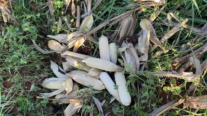 Chácara à venda de 6 ha em Taquara, RS, Brasil