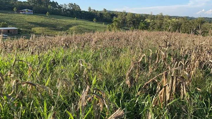 Chácara à venda de 6 ha em Taquara, RS, Brasil