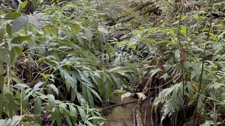 Chácara à venda de 6 ha em Taquara, RS, Brasil