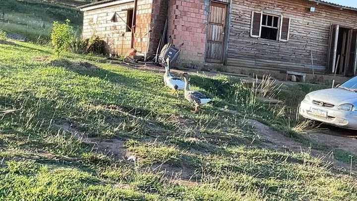 Chácara à venda de 6 ha em Taquara, RS, Brasil