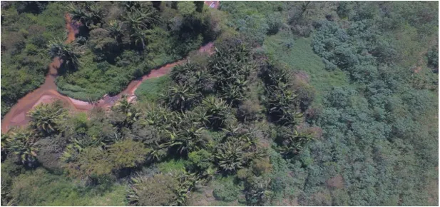 Terreno à venda de 81.373 ha em Xinguara, PA, Brasil