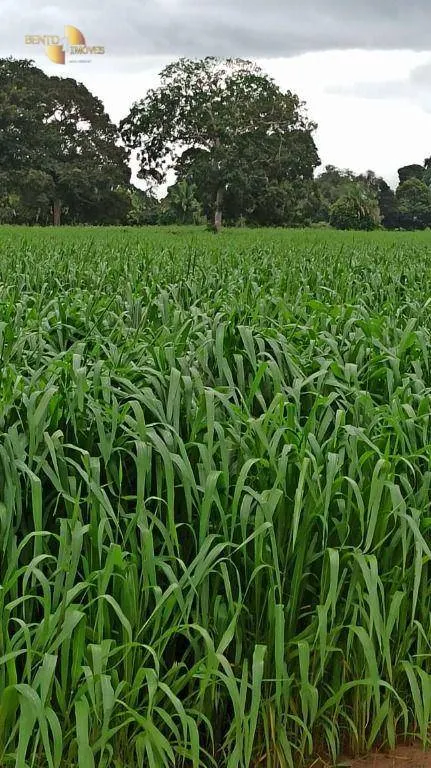Fazenda à venda de 3.025 ha em Cáceres, MT, Brasil