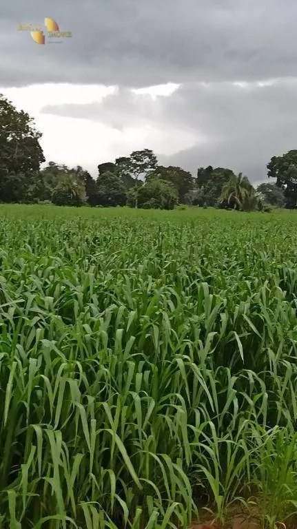 Fazenda à venda de 3.025 ha em Cáceres, MT, Brasil