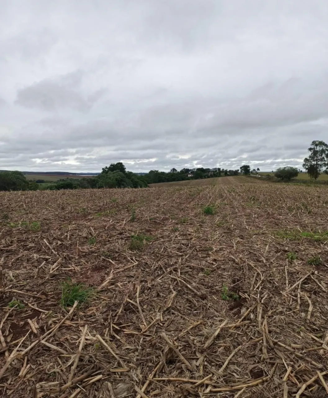 Small farm for sale of 81 acres in Itapetininga, SP, Brazil