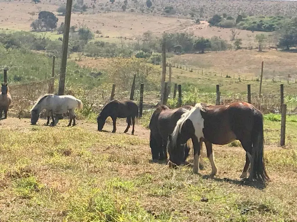 Fazenda à venda de 149 ha em Campinas, SP, Brasil