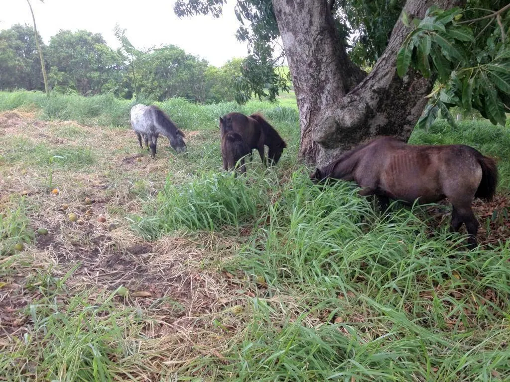 Fazenda à venda de 149 ha em Campinas, SP, Brasil