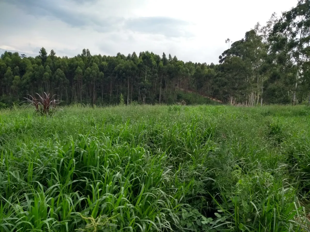 Sítio à venda de 41 ha em Itapetininga, SP, Brasil