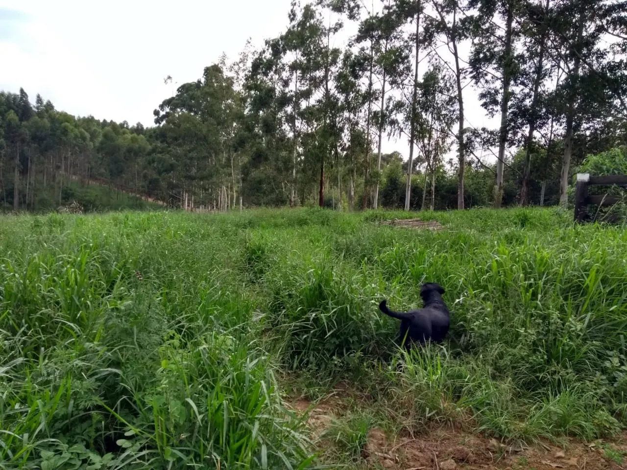 Sítio à venda de 41 ha em Itapetininga, SP, Brasil