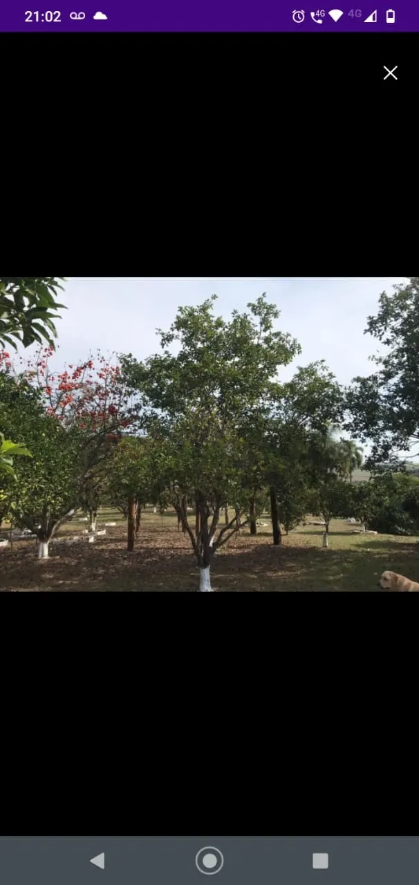 Sítio à venda de 41 ha em Itapetininga, SP, Brasil