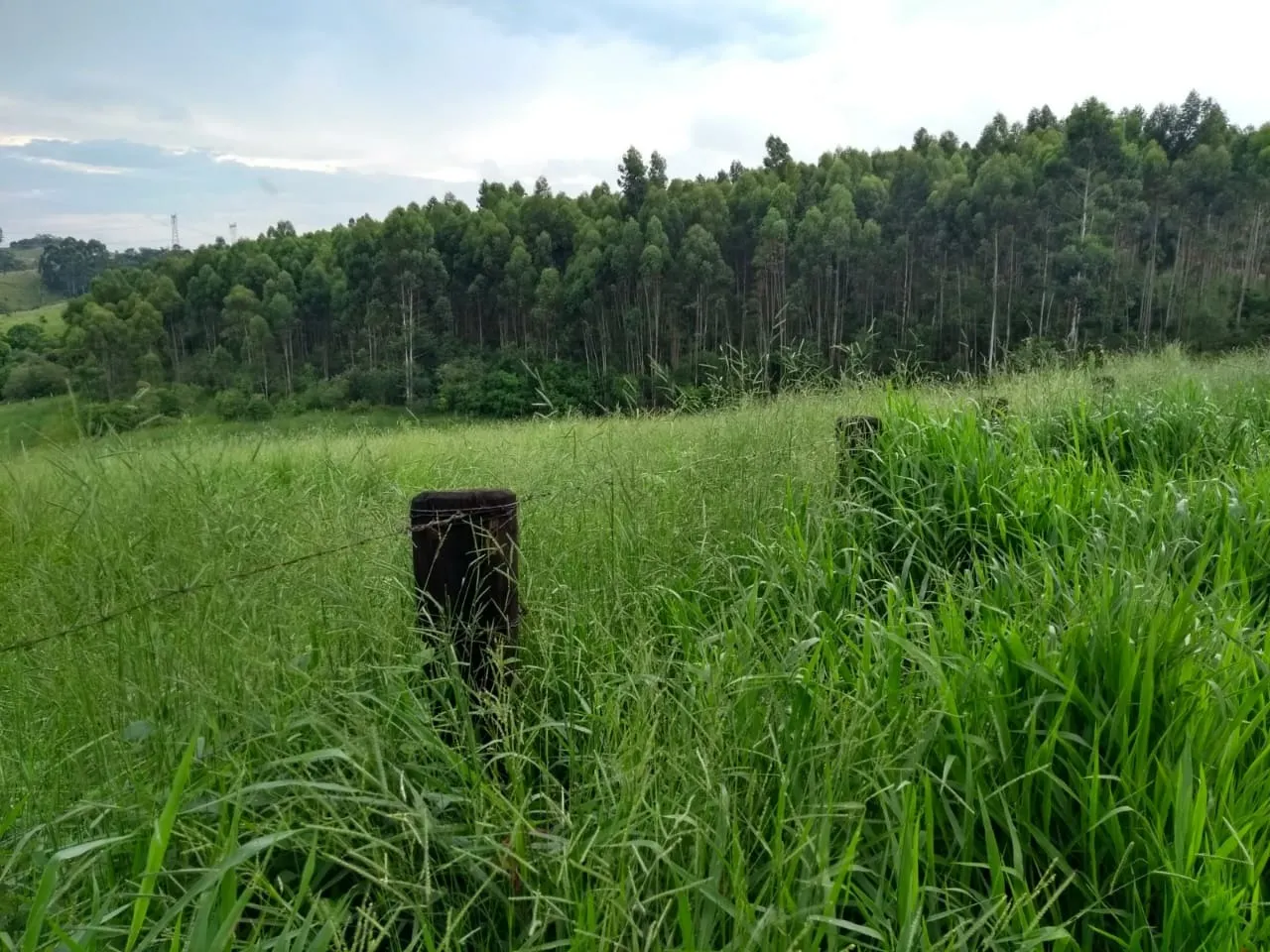 Sítio à venda de 41 ha em Itapetininga, SP, Brasil