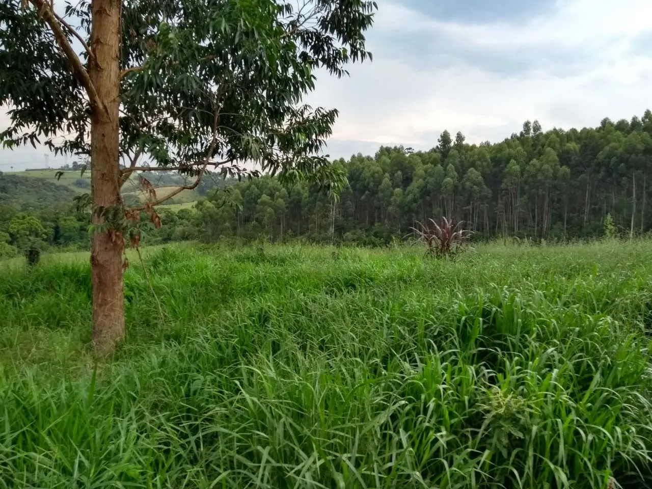 Sítio à venda de 41 ha em Itapetininga, SP, Brasil