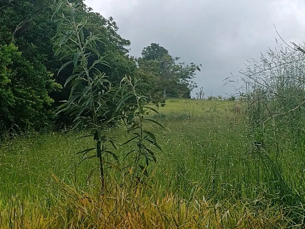 Chácara à venda de 4 ha em Itapetininga, SP, Brasil