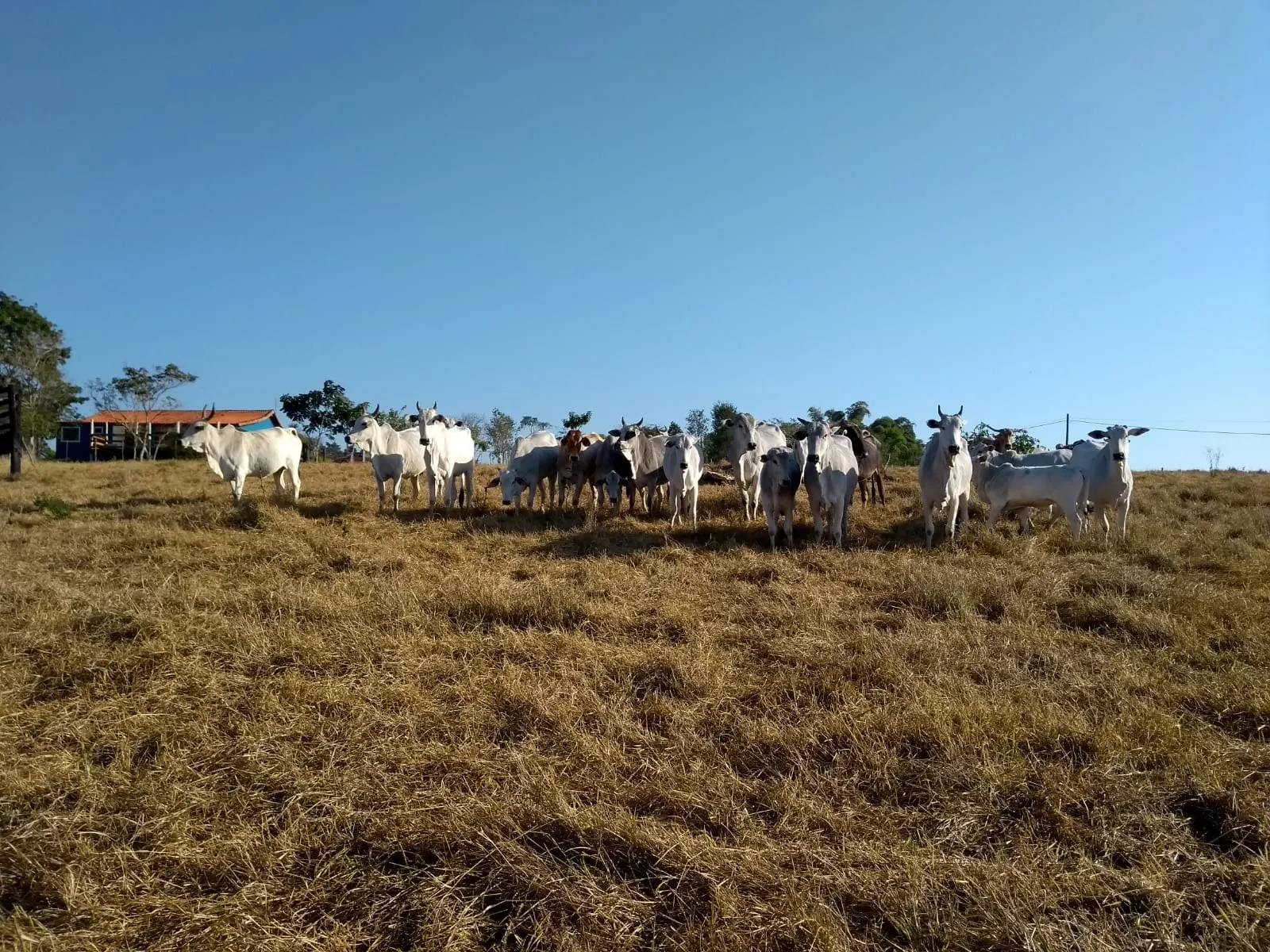 Sítio à venda de 34 ha em Angatuba, SP, Brasil