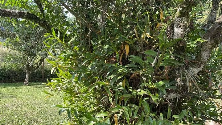 Country home for sale of 6 acres in Rolante, RS, Brazil