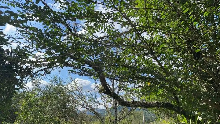 Country home for sale of 6 acres in Rolante, RS, Brazil