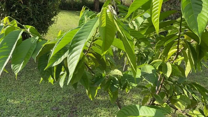 Country home for sale of 6 acres in Rolante, RS, Brazil