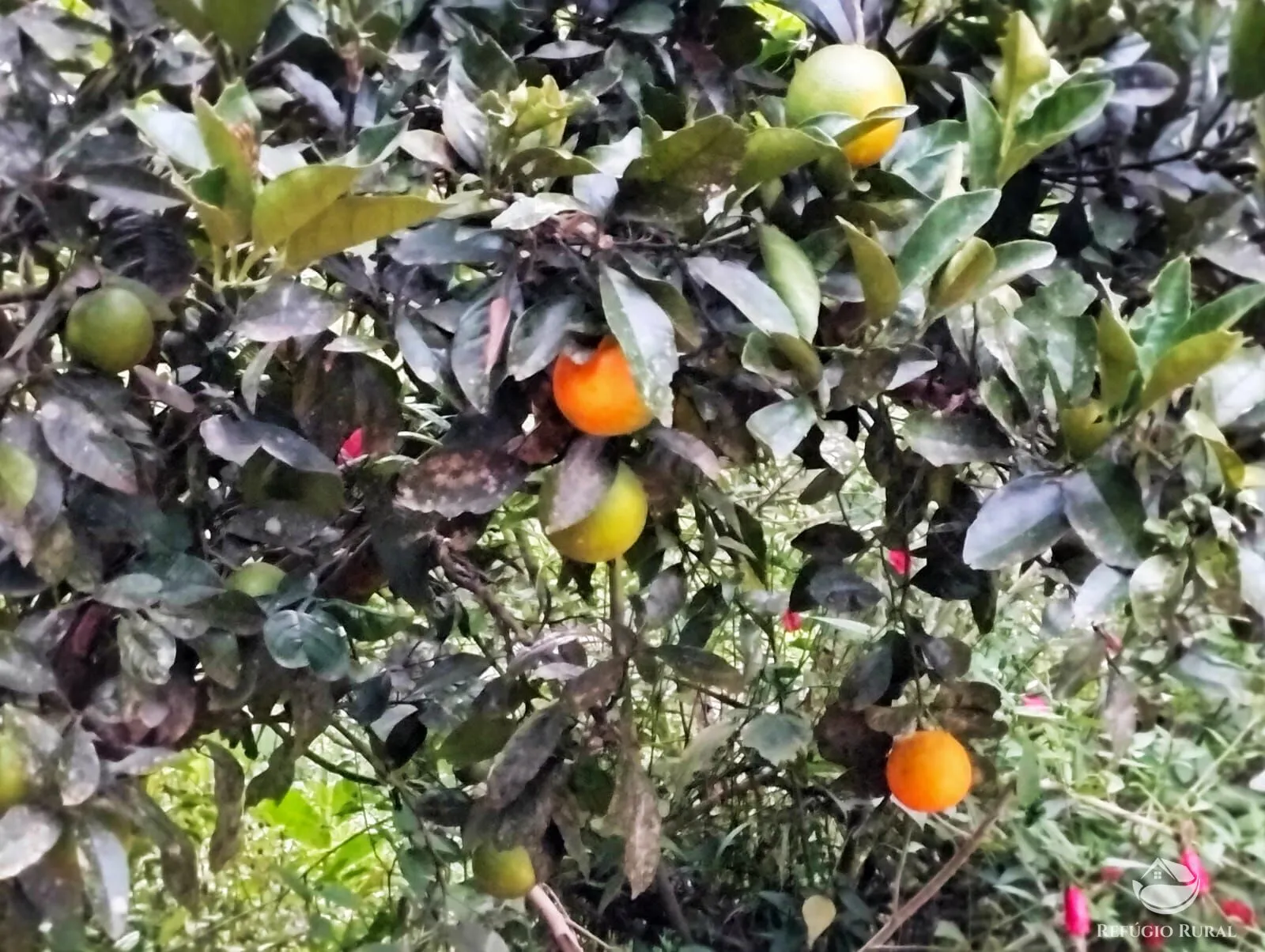 Sítio à venda de 24 ha em Igaratá, SP, Brasil