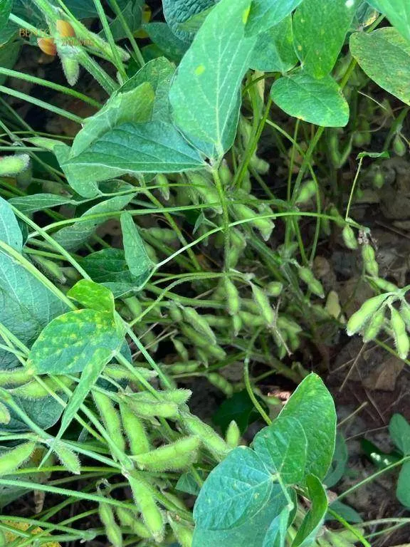 Fazenda à venda de 4.525 ha em Diamantino, MT, Brasil