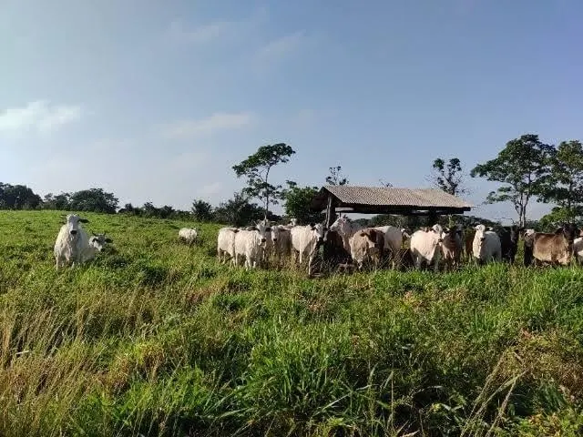 Fazenda à venda de 61 ha em Juquiá, SP, Brasil
