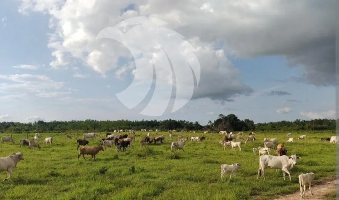 Fazenda à venda de 61 ha em Juquiá, SP, Brasil