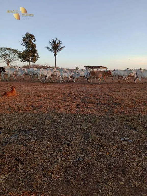 Fazenda à venda de 884 ha em Marcelândia, MT, Brasil