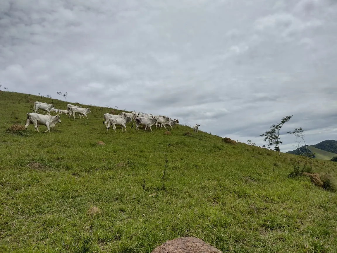 Fazenda à venda de 339 ha em Natividade da Serra, SP, Brasil