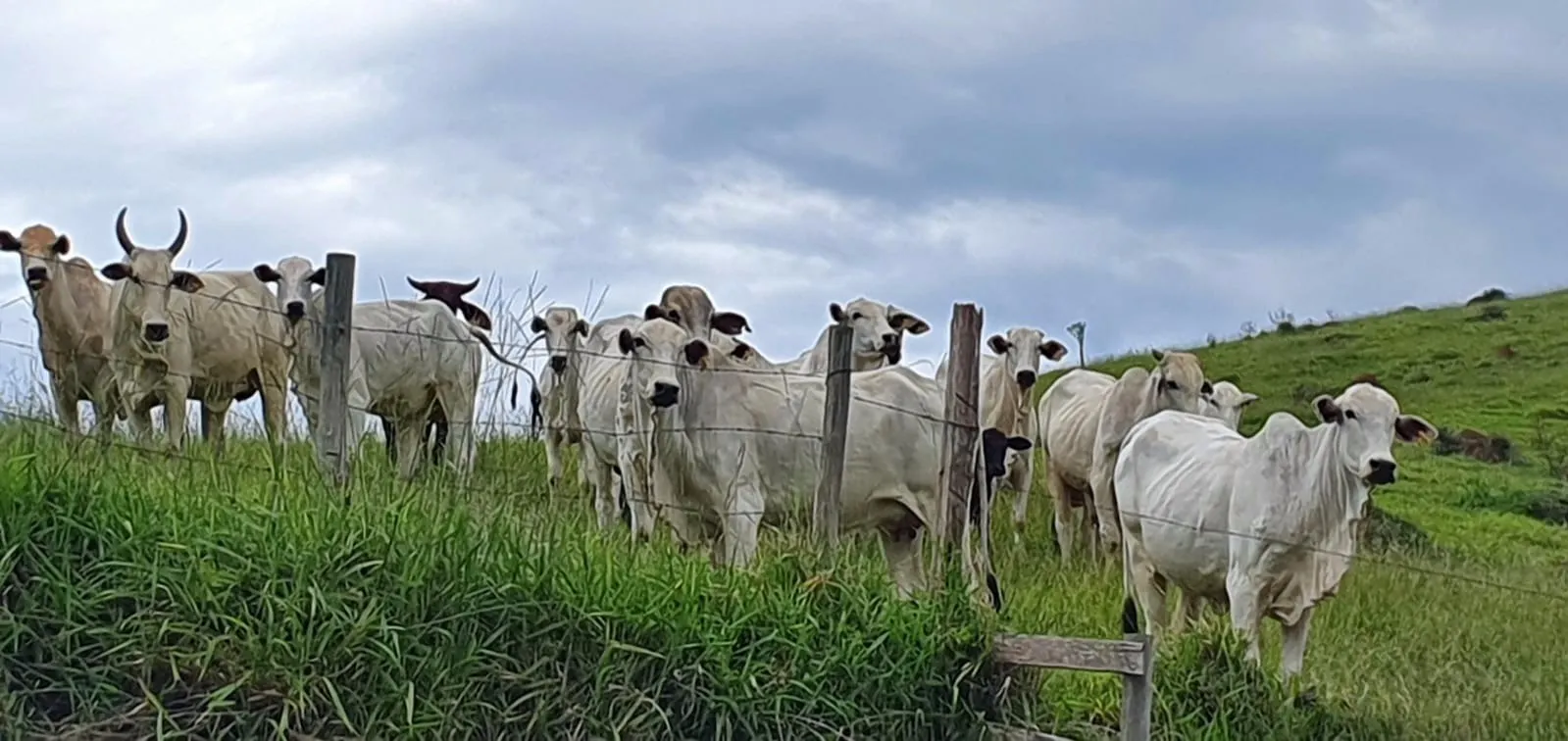Fazenda à venda de 339 ha em Natividade da Serra, SP, Brasil