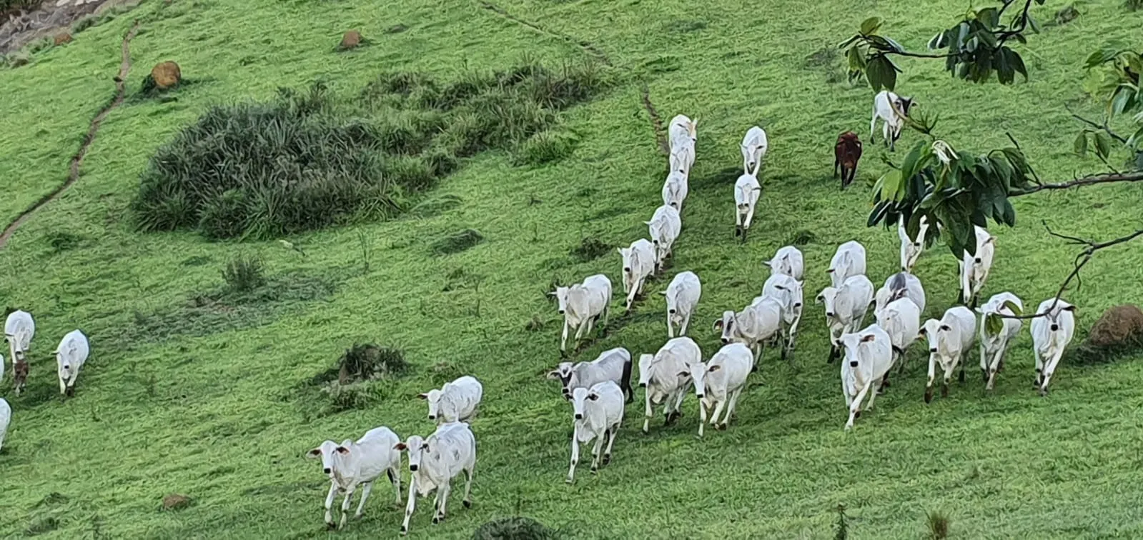 Fazenda à venda de 339 ha em Natividade da Serra, SP, Brasil