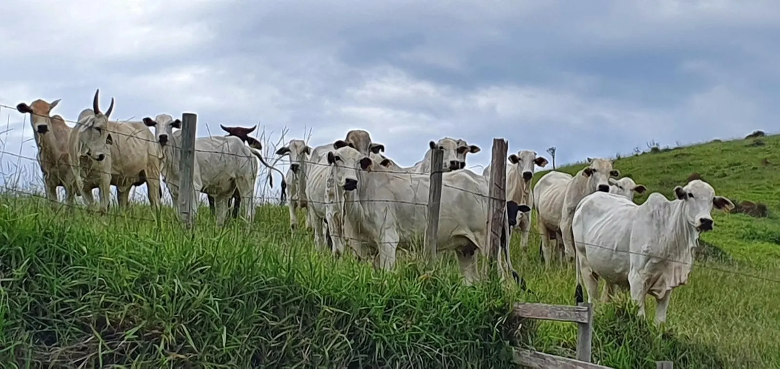 Fazenda à venda de 339 ha em Natividade da Serra, SP, Brasil