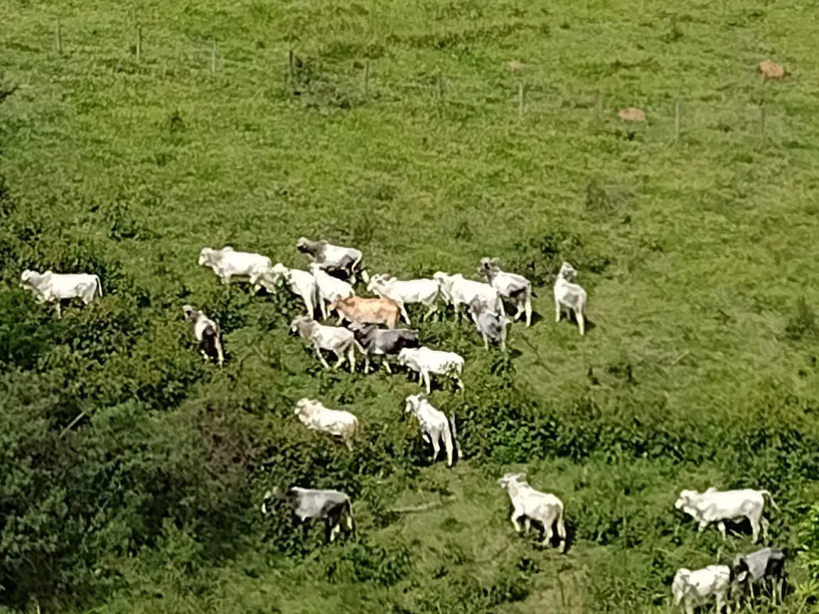Fazenda à venda de 339 ha em Natividade da Serra, SP, Brasil